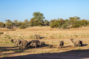 Afrika bush fil Kruger National park, Güney Afrika