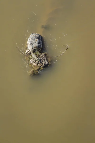 Nilen krokodil i Kruger National park, Sydafrika — Stockfoto