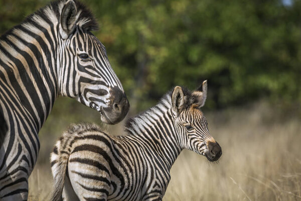 Baby Plains zebra with his mother in Kruger National park, South Africa ; Specie Equus quagga burchellii family of Equidae