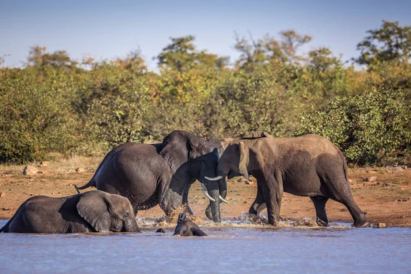 Elefante arbusto africano no Parque Nacional Kruger, África do Sul — Fotografia de Stock