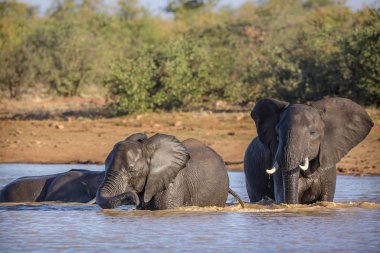Afrika bush fil Kruger National park, Güney Afrika