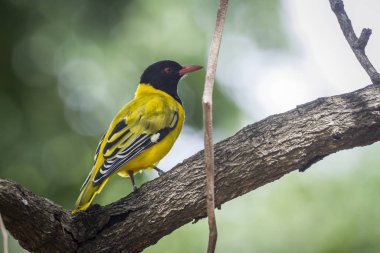 Güney Afrika 'daki Kruger Ulusal Parkı' nda bulanık arka planda bulunan Afrikalı Siyah başlı Oriole; Oriolidae familyasından Specie Oriolus larvatus
