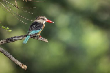 Güney Afrika 'daki Kruger Ulusal Parkı' nda bulanık bir arka planda duran kahverengi başlıklı Kingfisher; Alcedinidae ailesinden Specie Halcyon albiventris