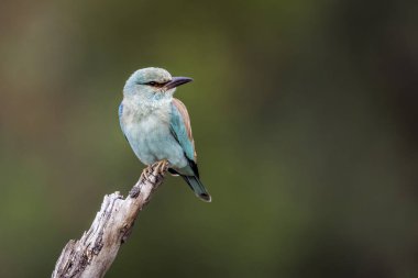 Avrupa Roller Kruger Milli Parkı, Güney Afrika doğal arka planda izole ; Specie Coracias garrulus coraciidae ailesi