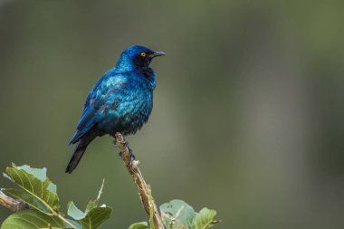 Güney Afrika 'daki Kruger Ulusal Parkı' nda, Sturnidae familyasından Specie Lamprotornis chalybaeus 'un doğal arka planda izole edilmiş Büyük Mavi Kulaklı Starling tımarı.