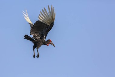Güney Ground Hornbill Kruger Milli Parkı, Güney Afrika'da mavi gökyüzünde izole uçan ; Bucerotidae Specie Bucorvus leadbeateri ailesi