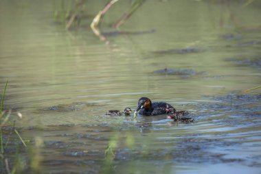 Güney Afrika Kruger Ulusal Parkı 'nda yavruları besleyen küçük yunus balığı Podicipedidae familyasından Specie Tachybaptus Ruficollis.