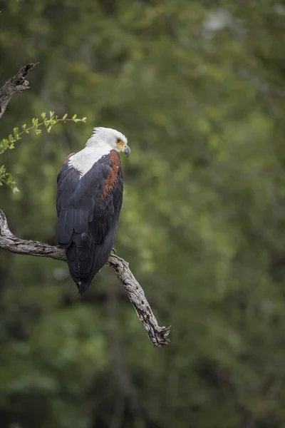 アフリカの魚ワシは 南アフリカのクルーガー国立公園に自生する枝に立っています Acipitridaeの種Haliaeetusボーイスファー家族 — ストック写真