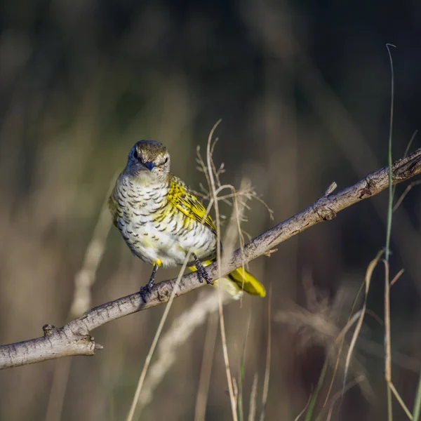 Black Cuckoo Shrike Vrouwtje Tak Kruger National Park Zuid Afrika — Stockfoto