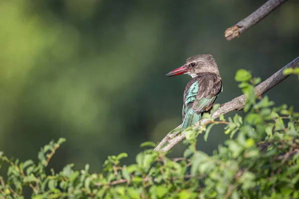 Коричневый Капюшон Kingfisher Выделен Естественном Фоне Национальном Парке Крюгер Южная — стоковое фото