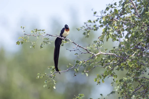 Eastern Paradise Whydah Perched Branch Kruger National Park South Africa — Stock Photo, Image