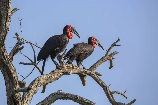 Südliches Erdhornvogelpaar Hockt Totem Baum Kruger Nationalpark Südafrika Art Bucorvus — Stockfoto