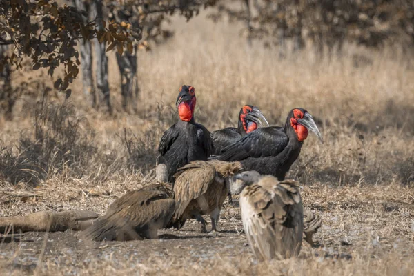 Tři Jižanští Hornbillové Supi Bělohřbetí Krugerově Národním Parku Jižní Africe — Stock fotografie