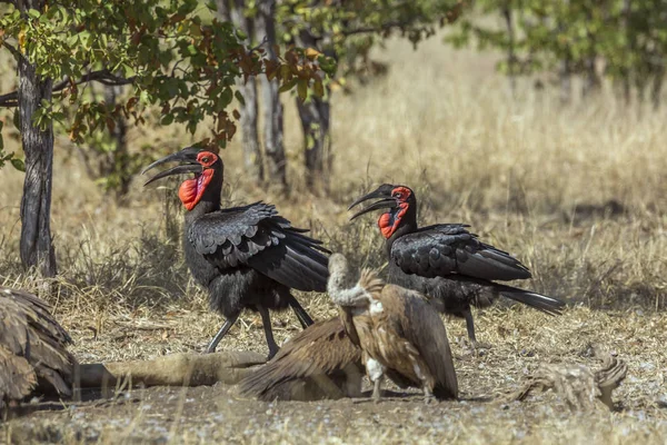 Two Southern Ground Hornbills White Backed Vultures Kruger National Park — Stock Photo, Image