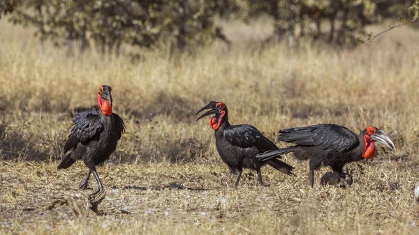 Drei Südliche Erdhornvögel Der Savanne Kruger Nationalpark Südafrika Familie Bucorvus — Stockfoto