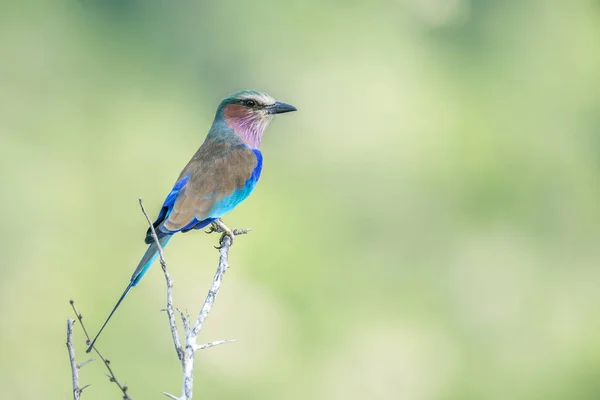 Lilac Borst Roller Geïsoleerd Natuurlijke Achtergrond Kruger National Park Zuid — Stockfoto