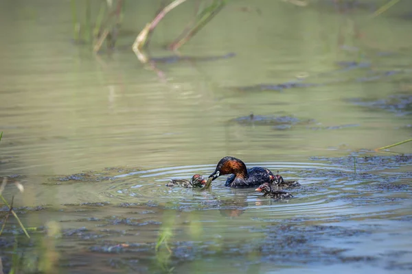 Little Grebe Utfodring Kycklingar Kruger National Park Sydafrika Specie Tachybaptus — Stockfoto