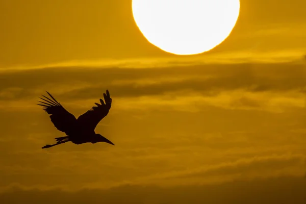 Marabou Stork Flighing Sunrise Kruger National Park South Africa Specie — Stock Photo, Image