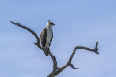 Güney Afrika 'daki Kruger Ulusal Parkı' nda mavi arka planda izole edilmiş Martial Eagle yavrusu; Accipitridae familyasından Specie Polemaetus bellicosus