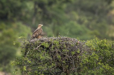 Güney Afrika 'daki Kruger Ulusal Parkı' nda yuva yapan Tawny Eagle, Accipitridae 'deki Specie Aquila Rapax ailesi.