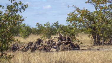 Güney Afrika 'daki Kruger Ulusal Parkı' nda Akbaba 'ya destek veren Specie Gyps africanus Accipitridae ailesi