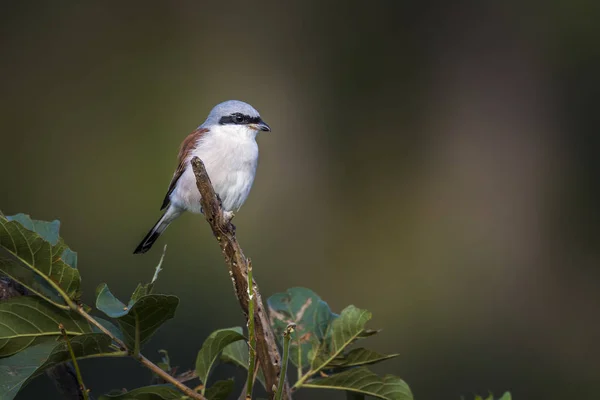 Rood Back Shrike Mannetje Geïsoleerd Natuurlijke Achtergrond Kruger National Park — Stockfoto