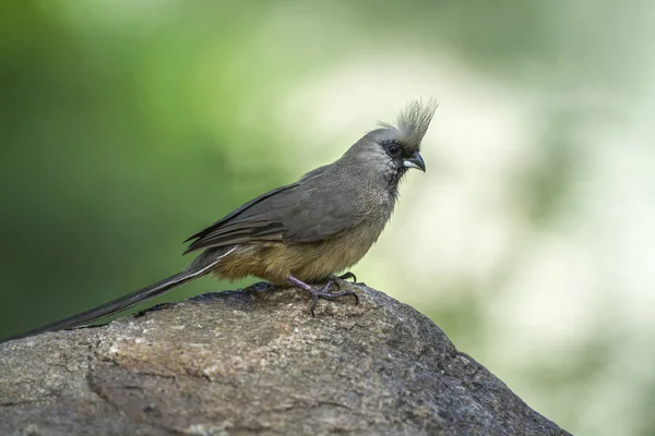 Speckled Mousebird Istanding Rock Kruger National Park South Africa Specie — Stock Photo, Image