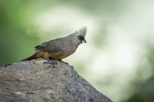 Speckled Mousebird Istanding Rock Kruger National Park South África Specie — Fotografia de Stock