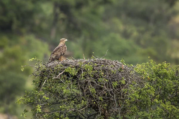 Nidificazione Tawny Eagle Nel Parco Nazionale Kruger Sud Africa Famiglia — Foto Stock