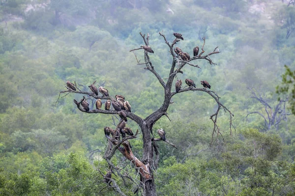Stor Grupp Vita Backas Vulture Uppflugen Dött Träd Kruger National — Stockfoto