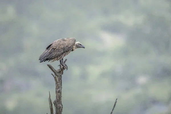 Vit Backas Vulture Står Ett Dött Träd Regn Kruger National — Stockfoto