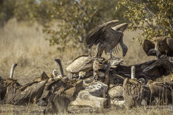 Група Білих Підтримуючих Vultures Риє Мертвого Жирафа Національному Парку Крюгер — стокове фото