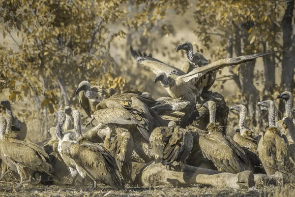 White Backed Vulture Group Scavenging Giraffe Carcass Kruger National Park — стоковое фото