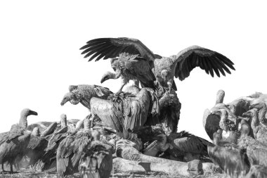 Güney Afrika 'daki Kruger Ulusal Parkı' nda zürafanın leşini yiyen Akbaba destekli beyaz grup Accipitridae familyasından Specie Gyps africanus.