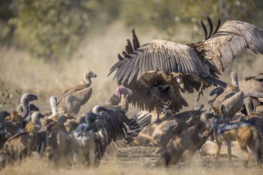 Bir grup Beyaz Akbaba, Güney Afrika 'daki Kruger Ulusal Parkı' nda zürafa leşi üzerinde savaşırken, Specie Gyps africanus Accipitridae familyasına destek oldu.