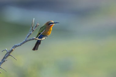 Güney Afrika 'daki Kruger Ulusal Parkı' nda, Meropidae familyasındaki Specie Merops bullockoides familyasının doğal arka planında izole edilmiş beyaz önlü arı yiyici.
