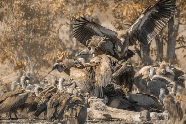 White Backed Vulture Group Scavenging Giraffe Carcass Kruger National Park — стоковое фото