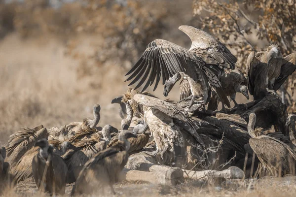 在南非克鲁格国家公园 一群白背秃鹫在长颈鹿的尸体上争斗 在南非 阿西里达的非洲特产的非洲特产 — 图库照片