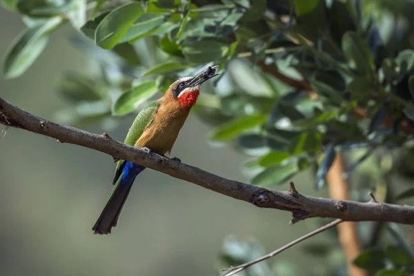 White Fronted Bee Eater Eating Insect Kruger National Park Zuid — Stockfoto