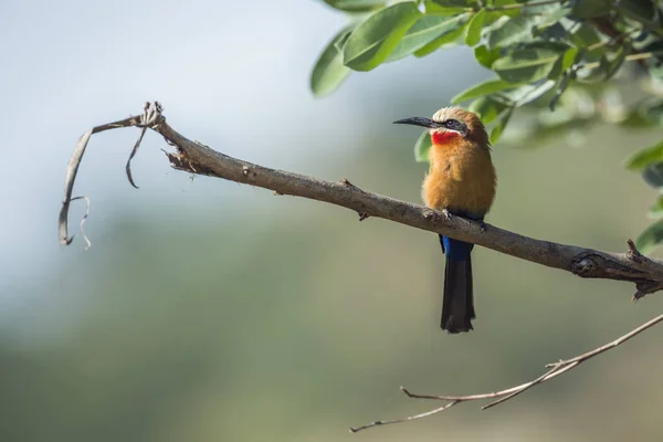 White Fronted Bee Eater Perched Branch Kruger National Park South — Stock Photo, Image