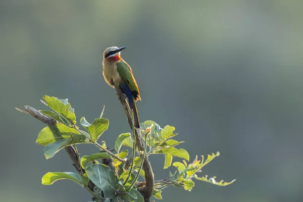White Fronted Bee Eater Isolated Natural Background Kruger National Park — Stock Photo, Image
