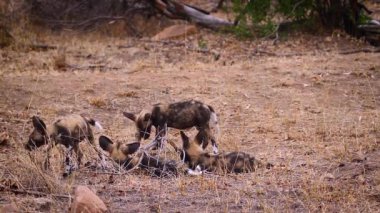 Pack of young African wild dog playing in Kruger National park, South Africa ; Specie Lycaon pictus family of Canidae