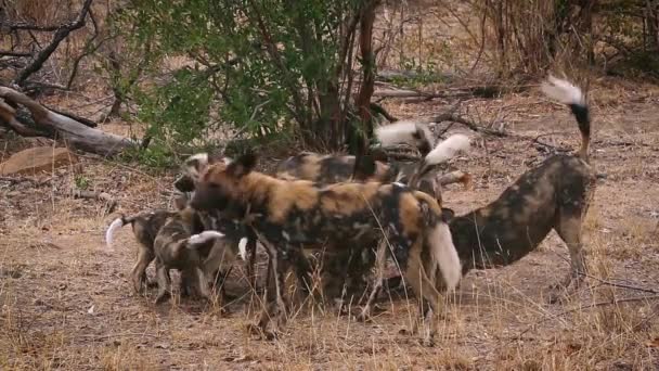 在南非克鲁格国家公园的一群非洲野狗成虫和幼犬 非洲犬科物种 — 图库视频影像