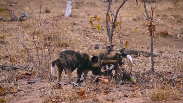 在南非克鲁格国家公园玩耍的一群年轻的非洲野狗 卡尼达的特雷肯皮特家 — 图库视频影像