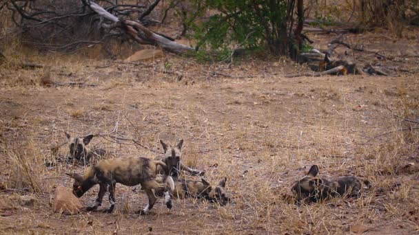 Dél Afrikai Kruger Nemzeti Parkban Játszó Fiatal Afrikai Vadkutya Falkája — Stock videók