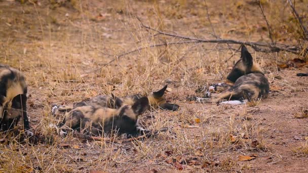 Pack Jóvenes Perros Salvajes Africanos Jugando Parque Nacional Kruger Sudáfrica — Vídeo de stock