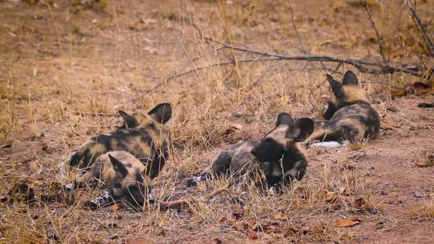 Πακέτο Νεαρών Αφρικανικών Άγριων Σκύλων Που Παίζουν Στο Εθνικό Πάρκο — Αρχείο Βίντεο