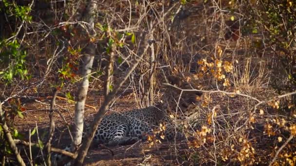 Leopardo Escondido Sabana Parque Nacional Kruger Sudáfrica Especie Panthera Pardus — Vídeo de stock