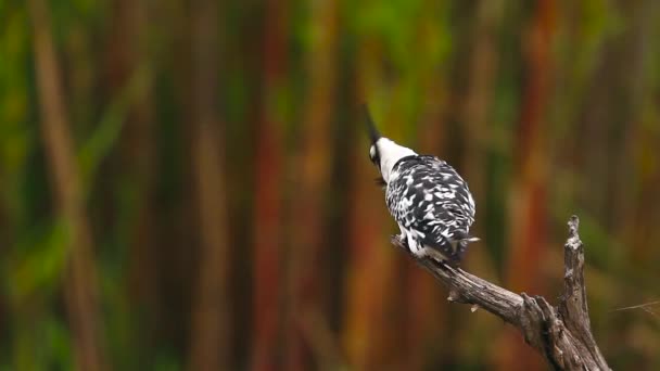 Güney Afrika 'daki Kruger Ulusal Parkı' ndaki doğal arka planda izole edilmiş Pied Kingfisher tımar; Alcedinidae 'deki Specie Ceryle Rudis ailesi