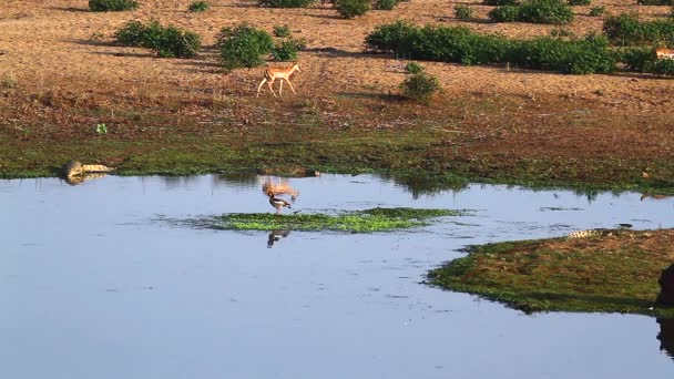 Ippopotamo Coccodrillo Del Nilo Impala Oca Egiziana Nel Paesaggio Della — Video Stock